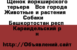 Щенок йоркширского терьера - Все города Животные и растения » Собаки   . Башкортостан респ.,Караидельский р-н